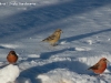 raquette hiver faune pyrenees bes croise